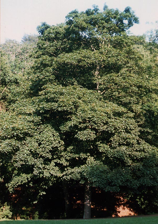 Sycamore Maple (Acer pseudoplatanus), tree