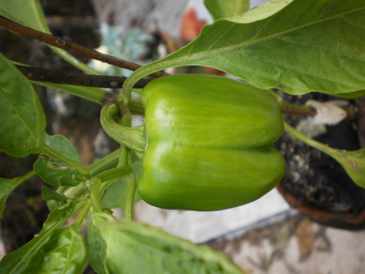 Chilli Capsicum