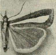 Catoptria spatulellus