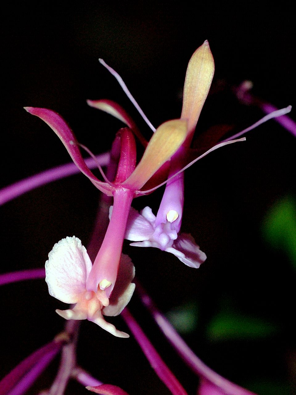 Epidendrum capricornu image