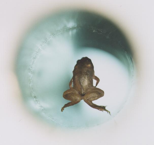 Frog dimagnetic levitation