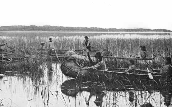 Anishinaabeg harvesting wild rice on Minnesotan lake around 1905