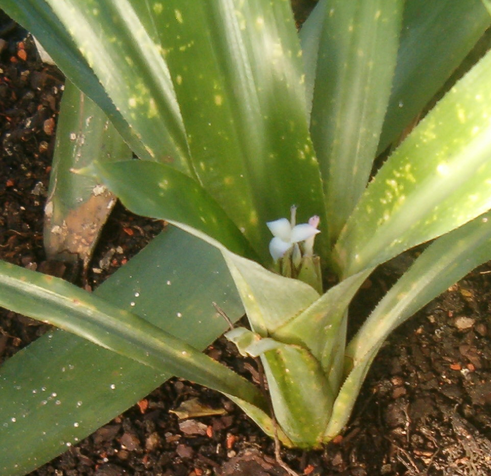 Aechmea aciculosa image