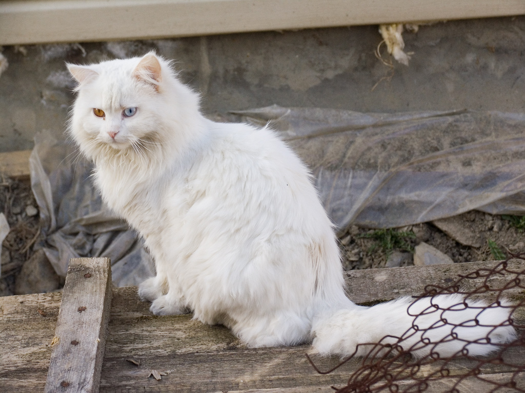 File:White cat Krasnaya polyana.jpg - Wikimedia Commons
