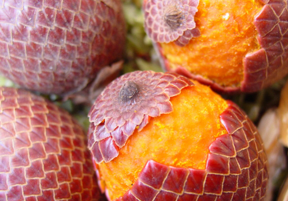 Buriti frutos