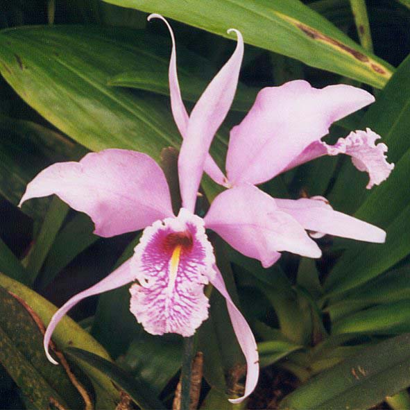 Cattleya maxima image