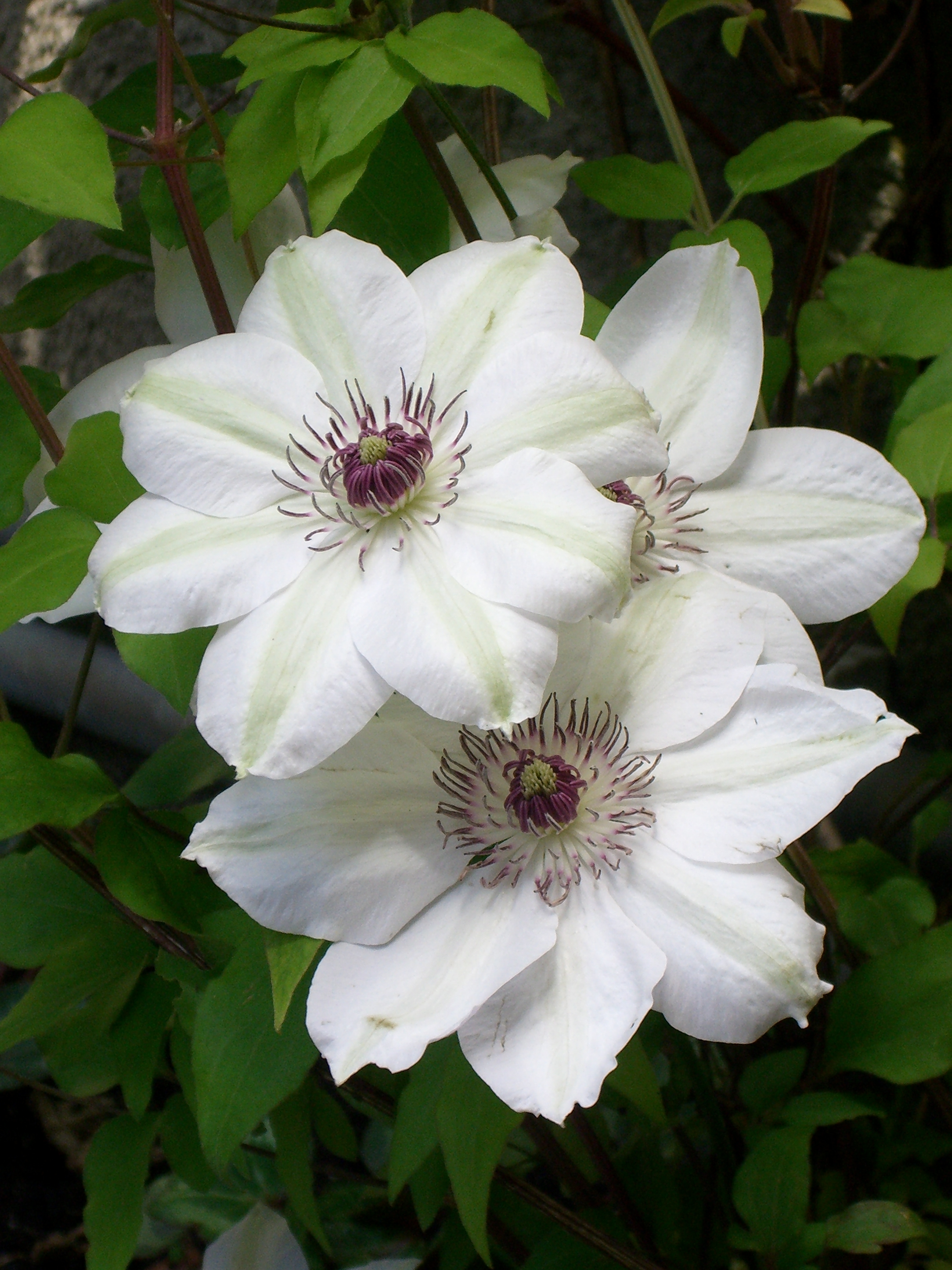 Clematis Mrs Bateman