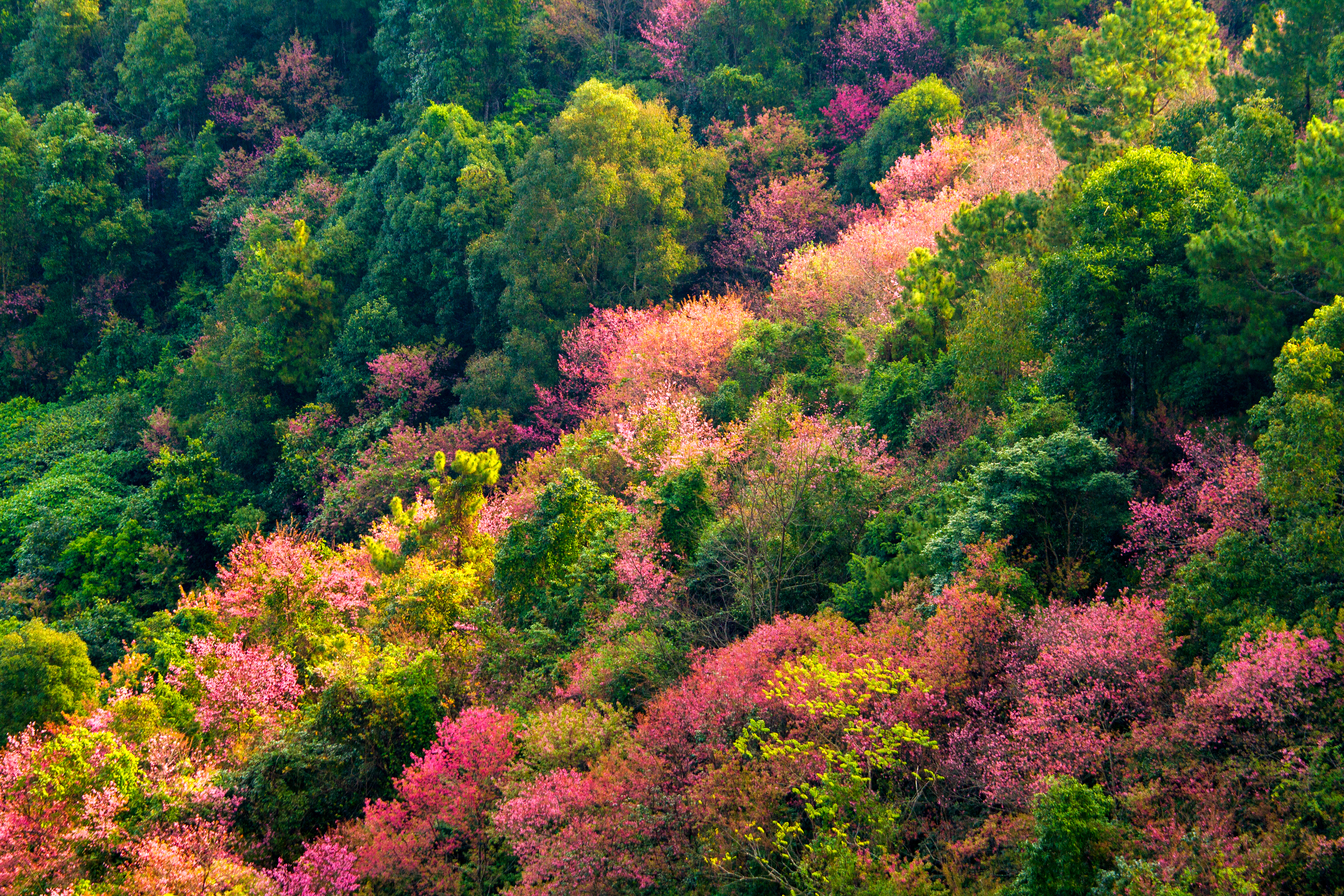 Thai forest