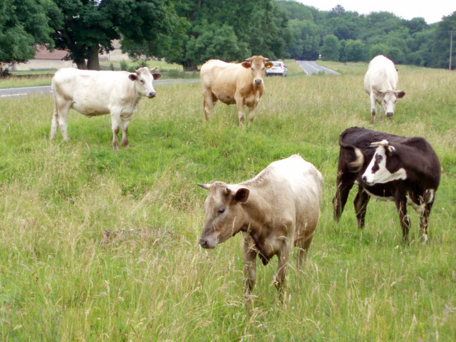 File:Cows on Selsley Common - geograph.org.uk - 192472.jpg