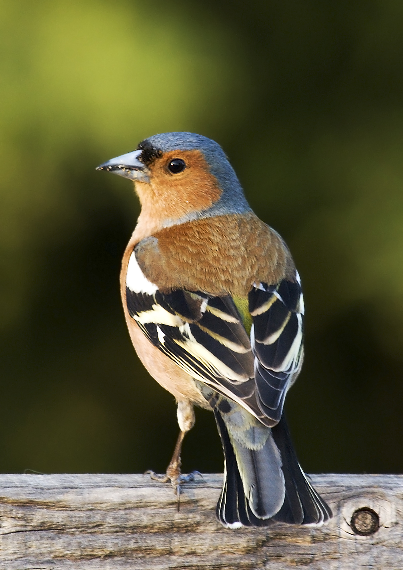 Fringilla_coelebs_chaffinch_male_edit2.jpg