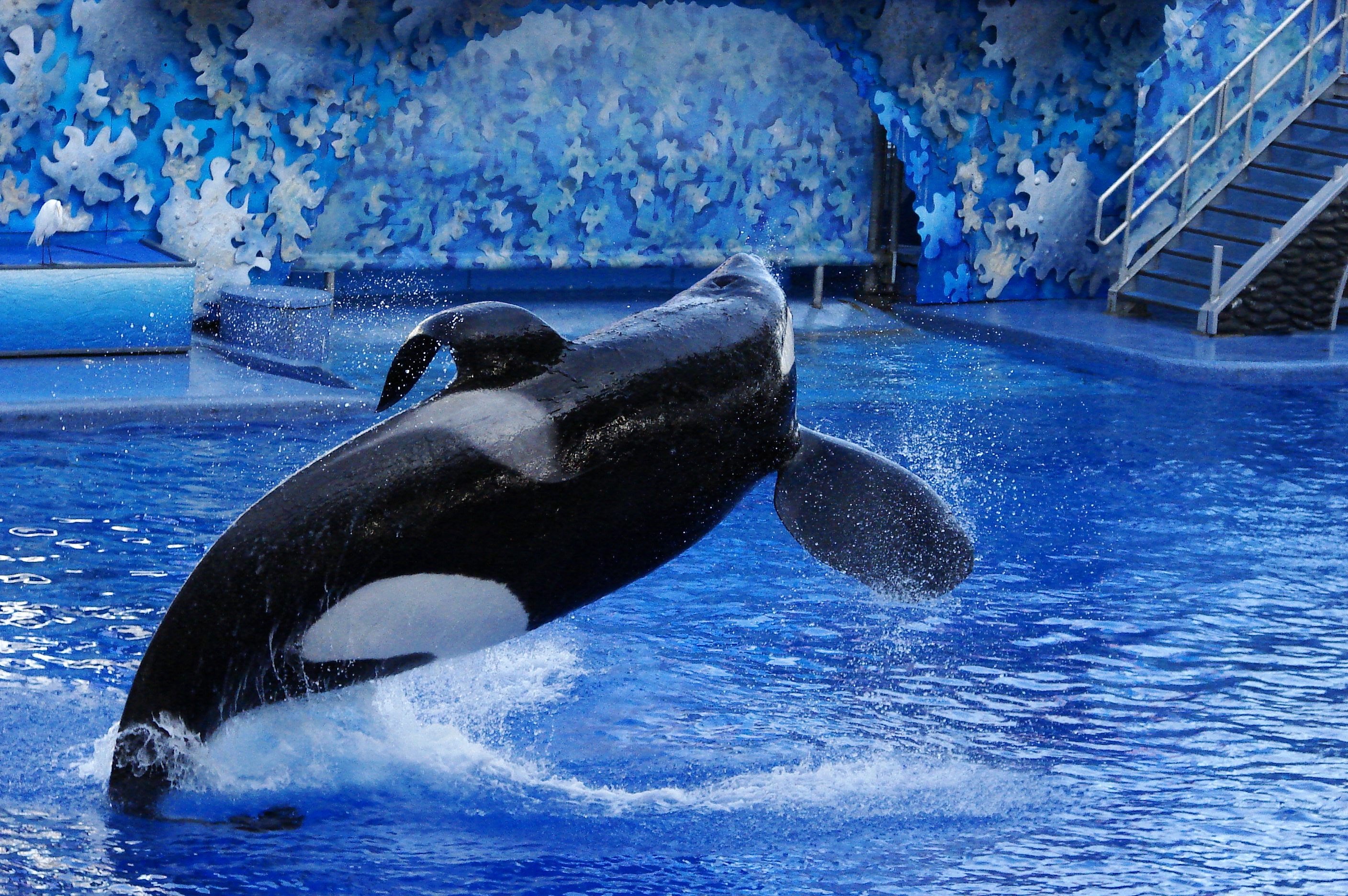 File:Seaworld-Orlando-Shamu-1530.jpg - Wikimedia Commons