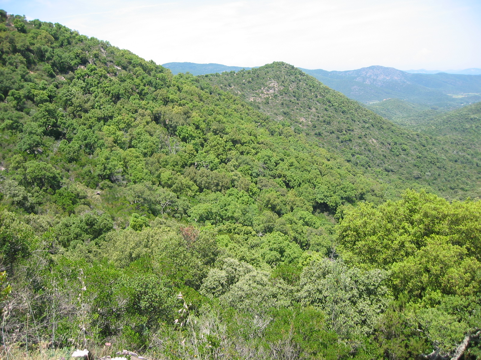 http://upload.wikimedia.org/wikipedia/commons/7/7d/Massif-des-Maures-3.JPG?uselang=fr