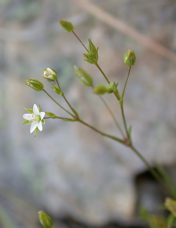 Sabulina tenuifolia image