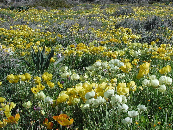 File:Ranunculus asiaticus3LEST.jpg