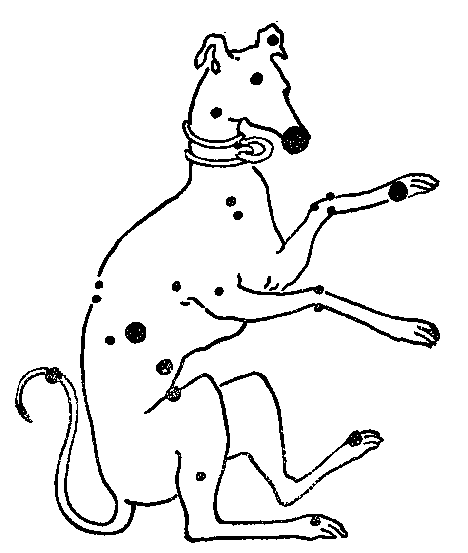 The constellation Canis Major pictured as a dog with the major stars denoted