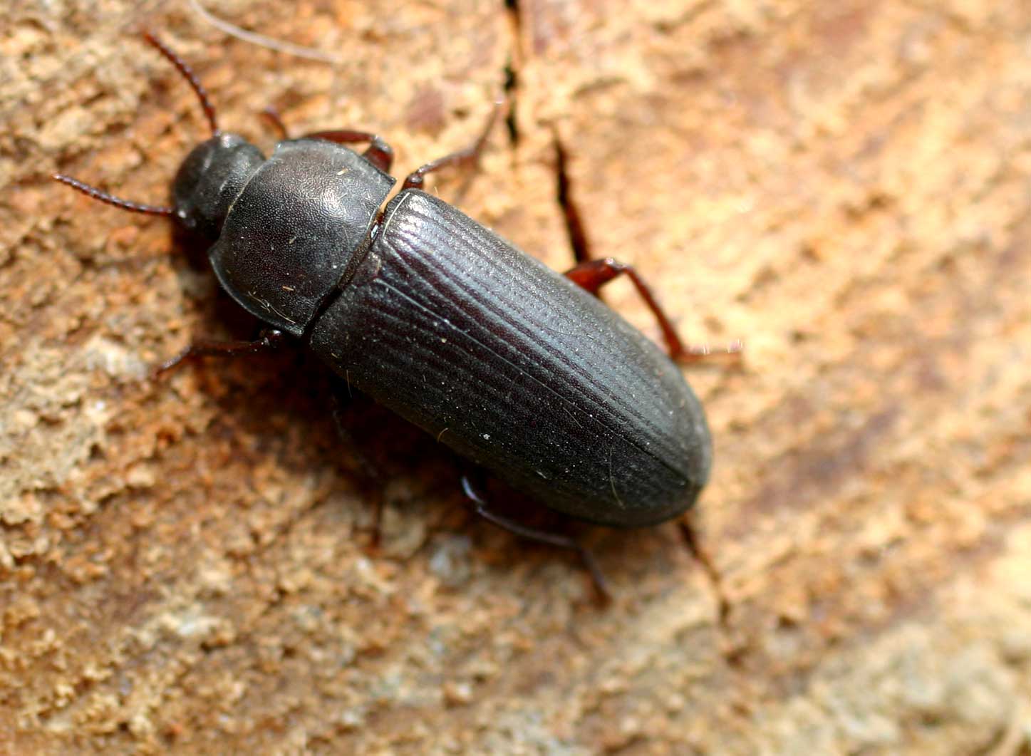 Escarabajo del gusano de la harina (Tenebrio molitor)