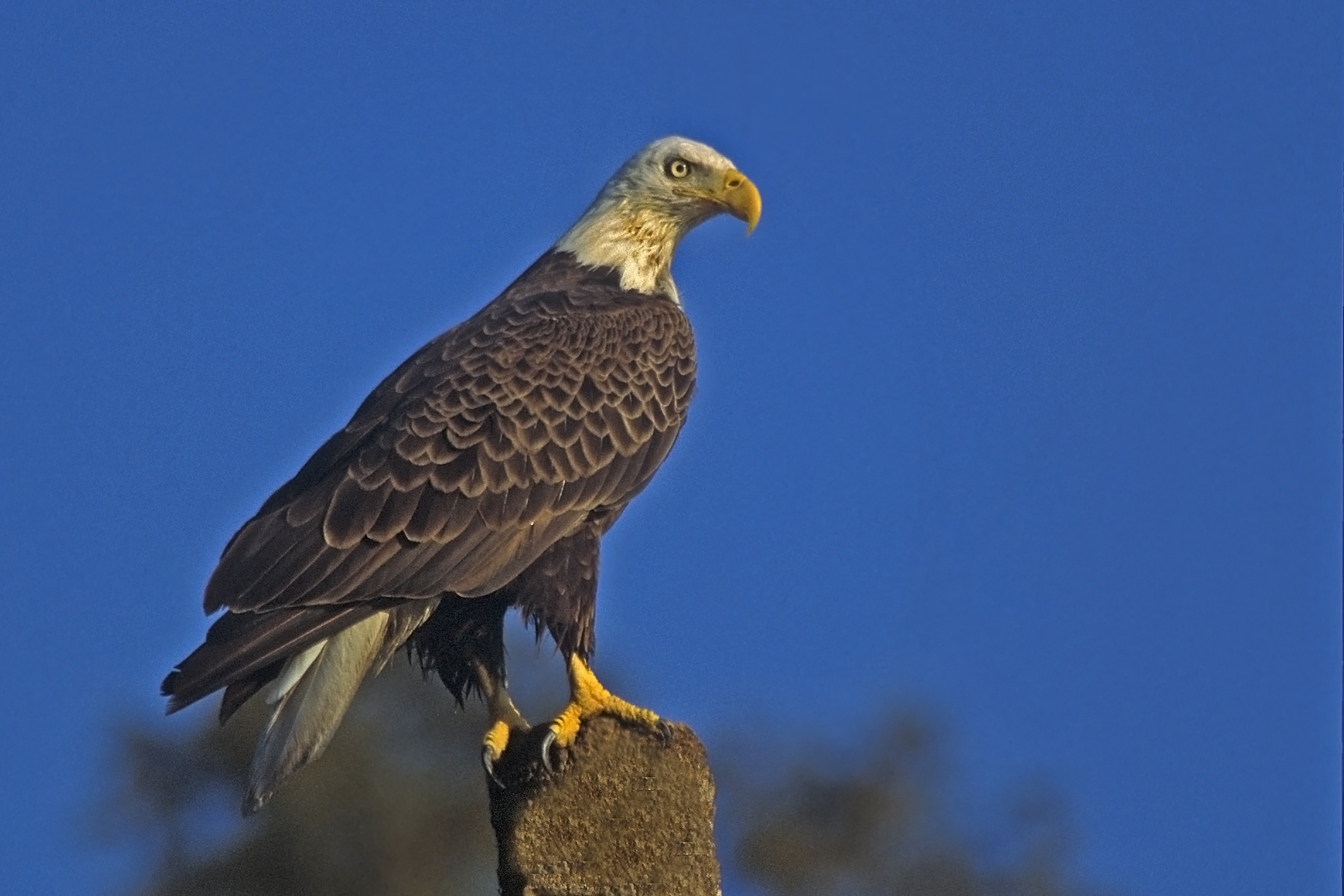 Description 025 Bald Eagle.jpg