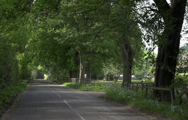 Avenue of trees, Rosedale Abbey 