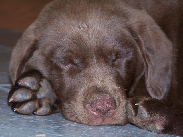 File:Chocolate Lab Puppy Asleep.