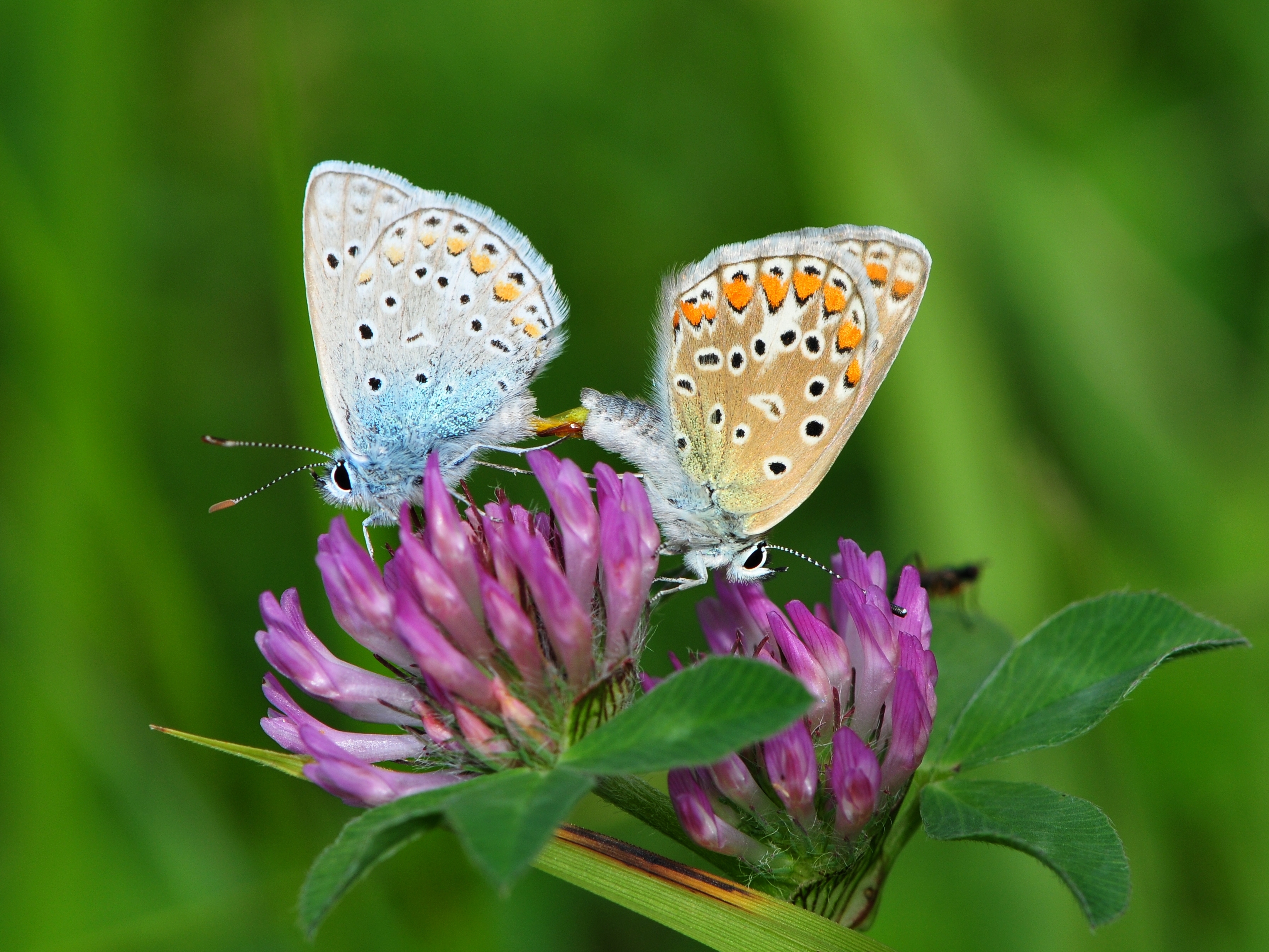 Polyommatus Icarus