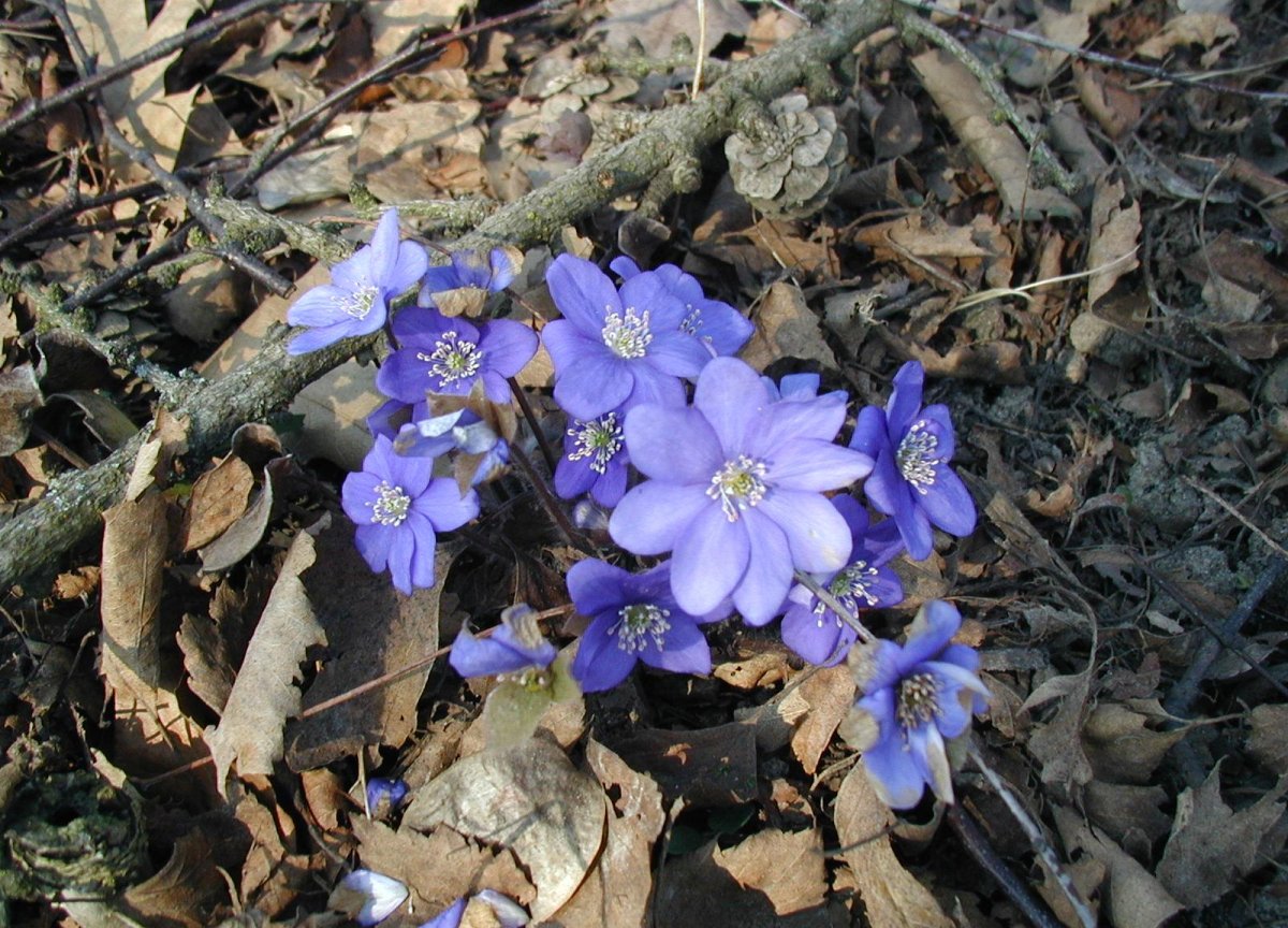 Hepatica nobilis: Flowers.