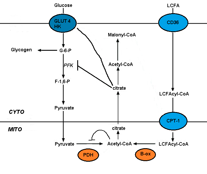 Inhibition of glucose by fatty acid oxidation