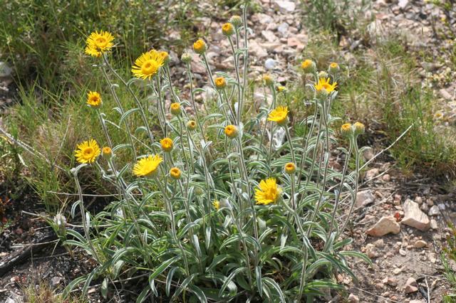 File:Inula montana general vue.JPG