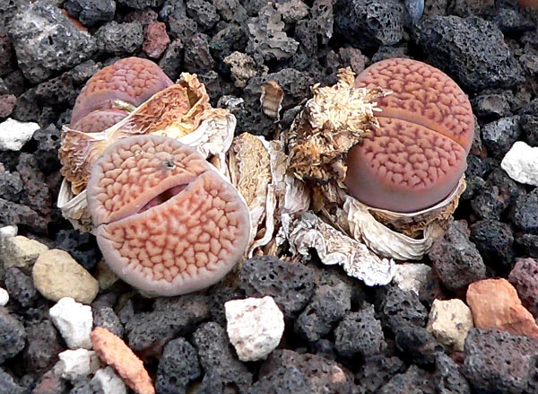 Lithops Turbiniformis