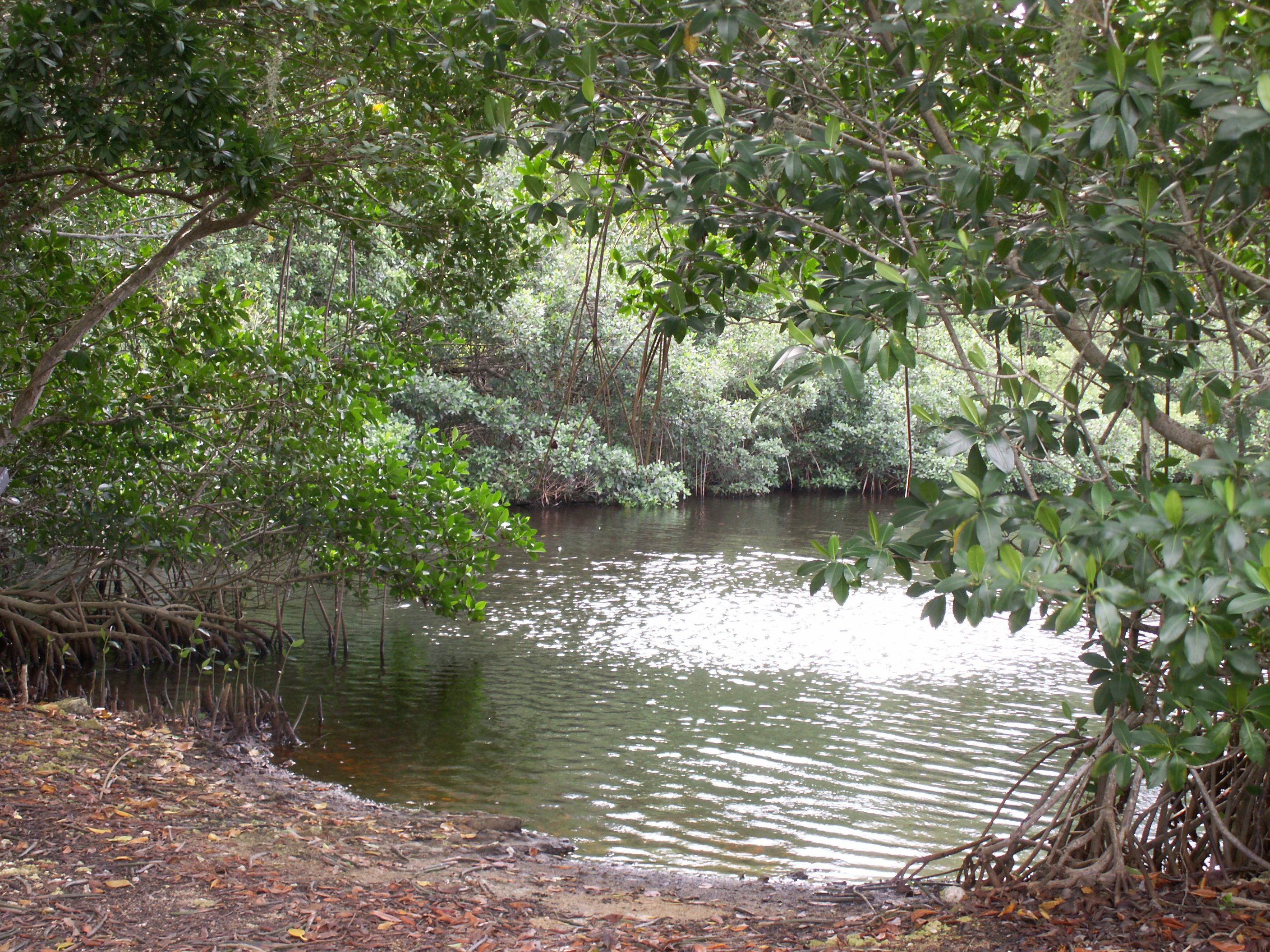 File:Mangrove trees in Everglades.JPG - Wikipedia, the free encyclopedia