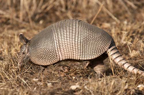 9 Banded Armadillo Weird Animals Photos