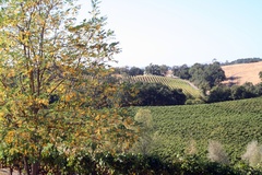 Alexander Valley - Sonoma County