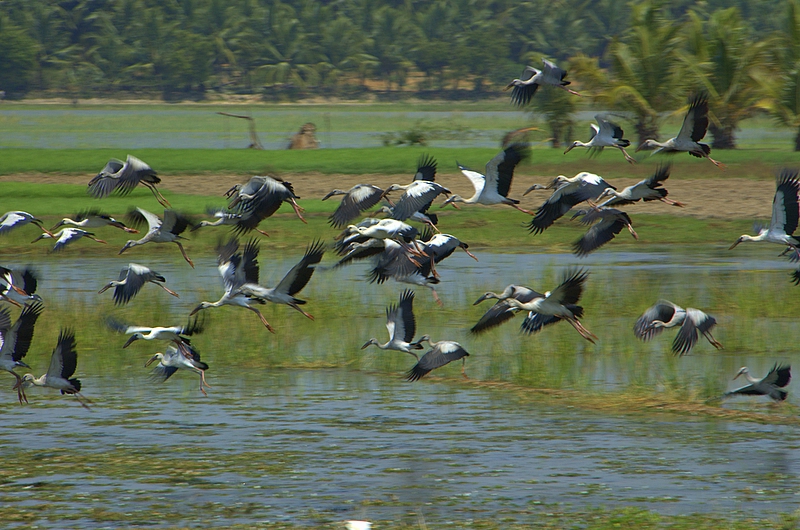 openbill stork