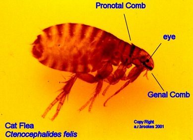 Cat flea