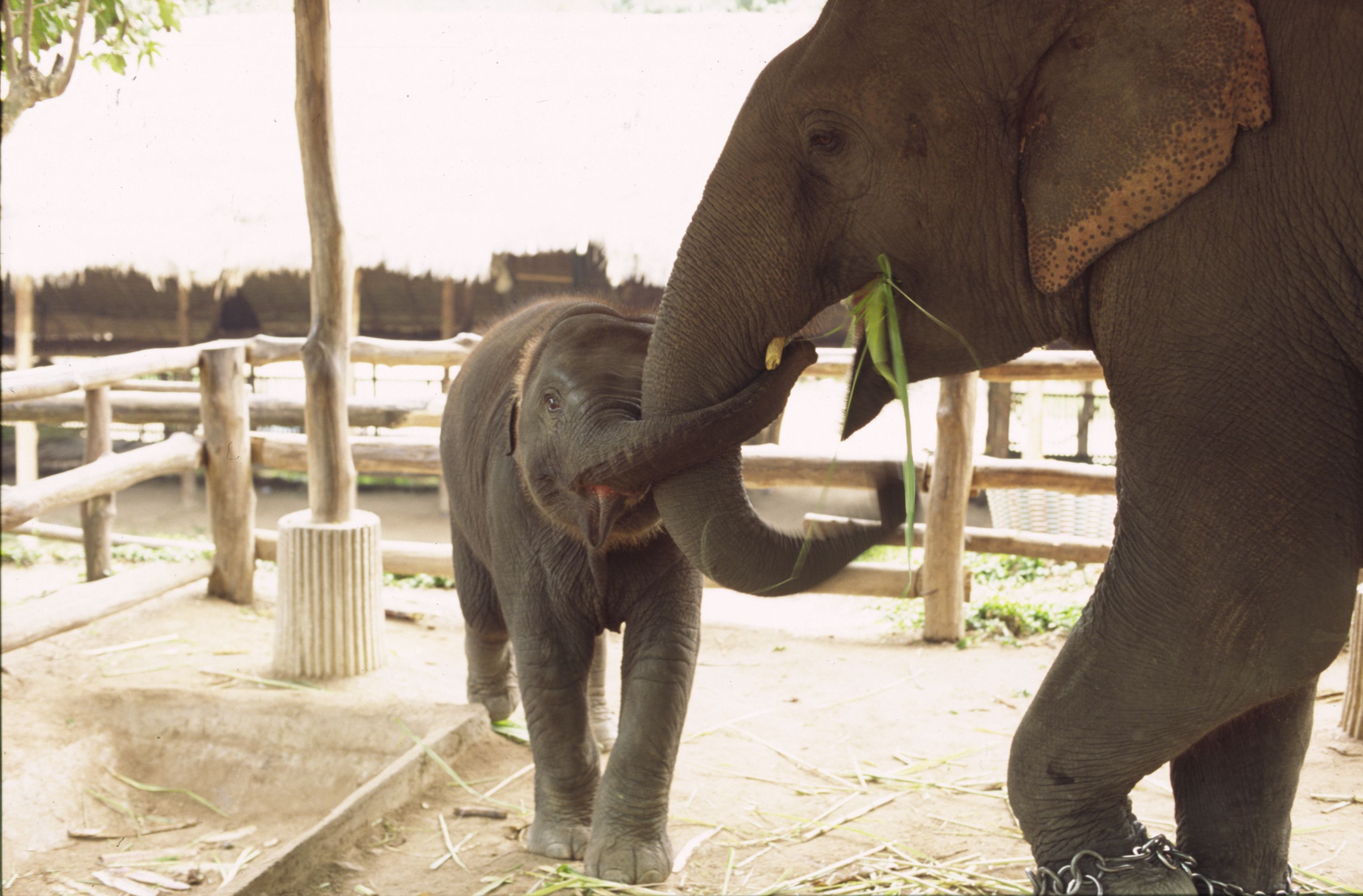 Elephant Mother