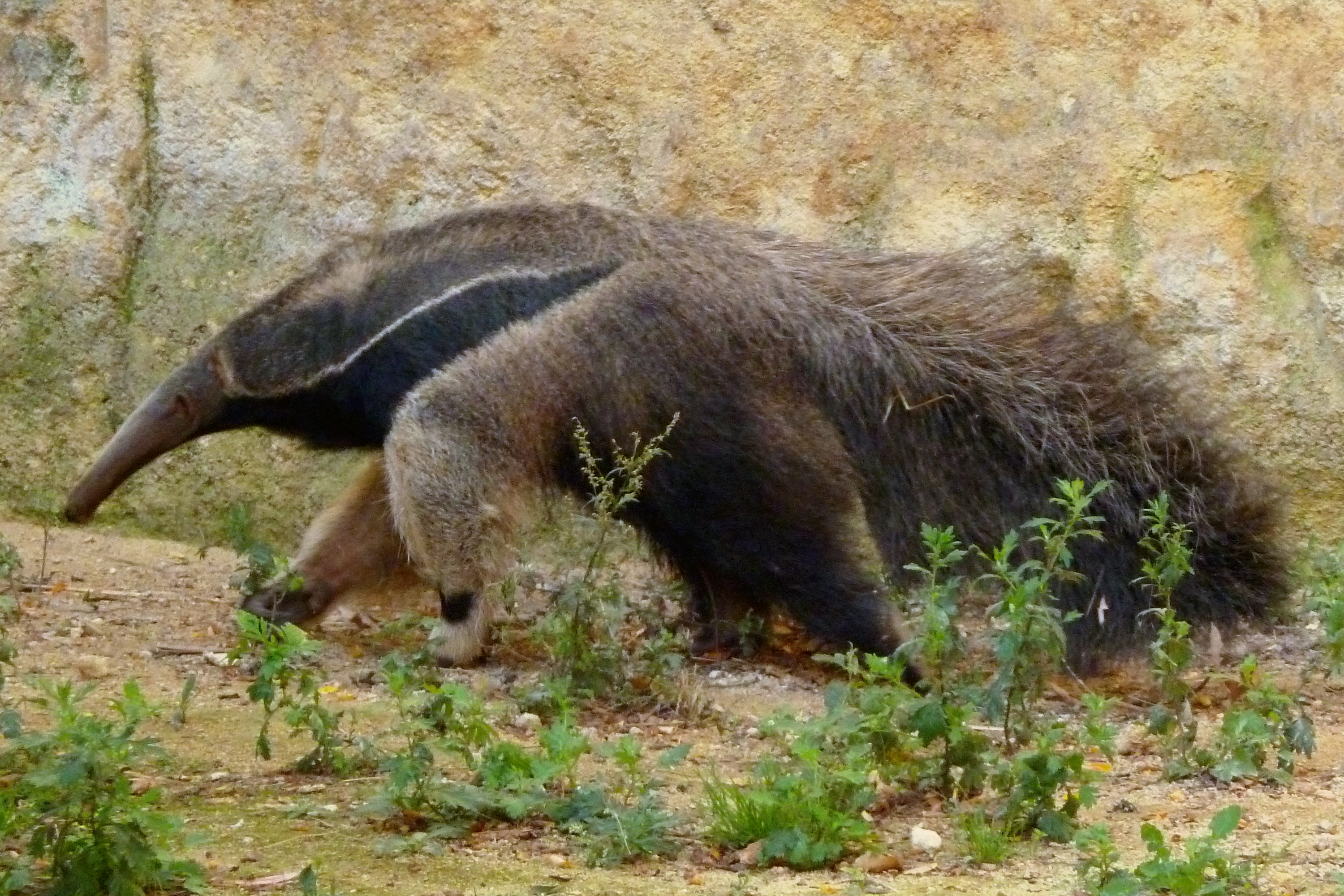 giant anteater images