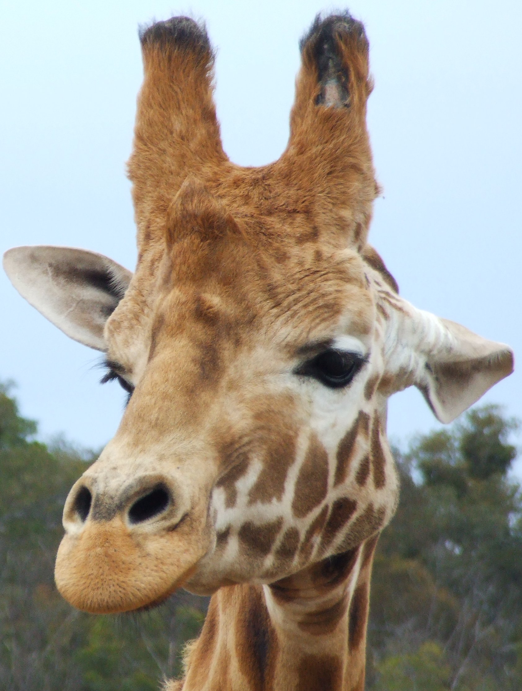 File:Giraffe 3.jpg - Wikimedia Commons