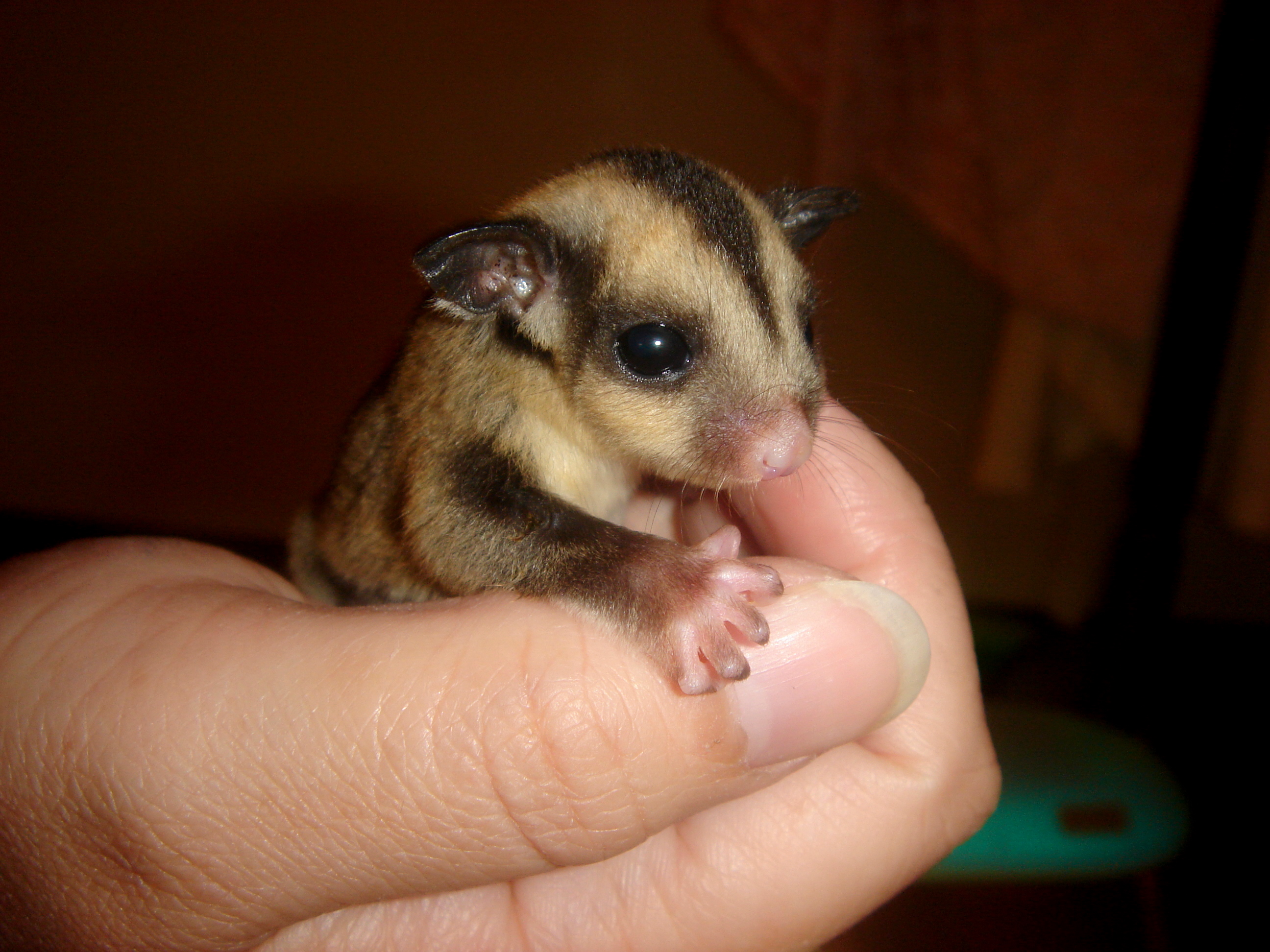 Cutest Sugar Glider