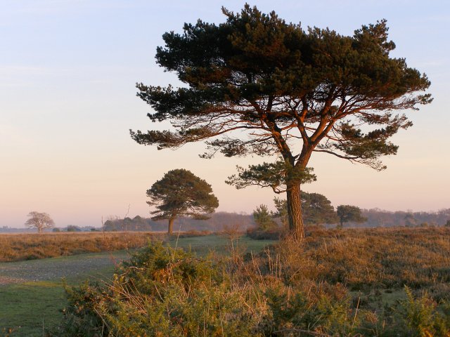 Pine trees on Backley Plain, New Forest - geograph.org.uk - 296729