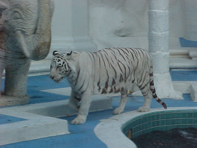 Fichier:Tigre blanco.jpg