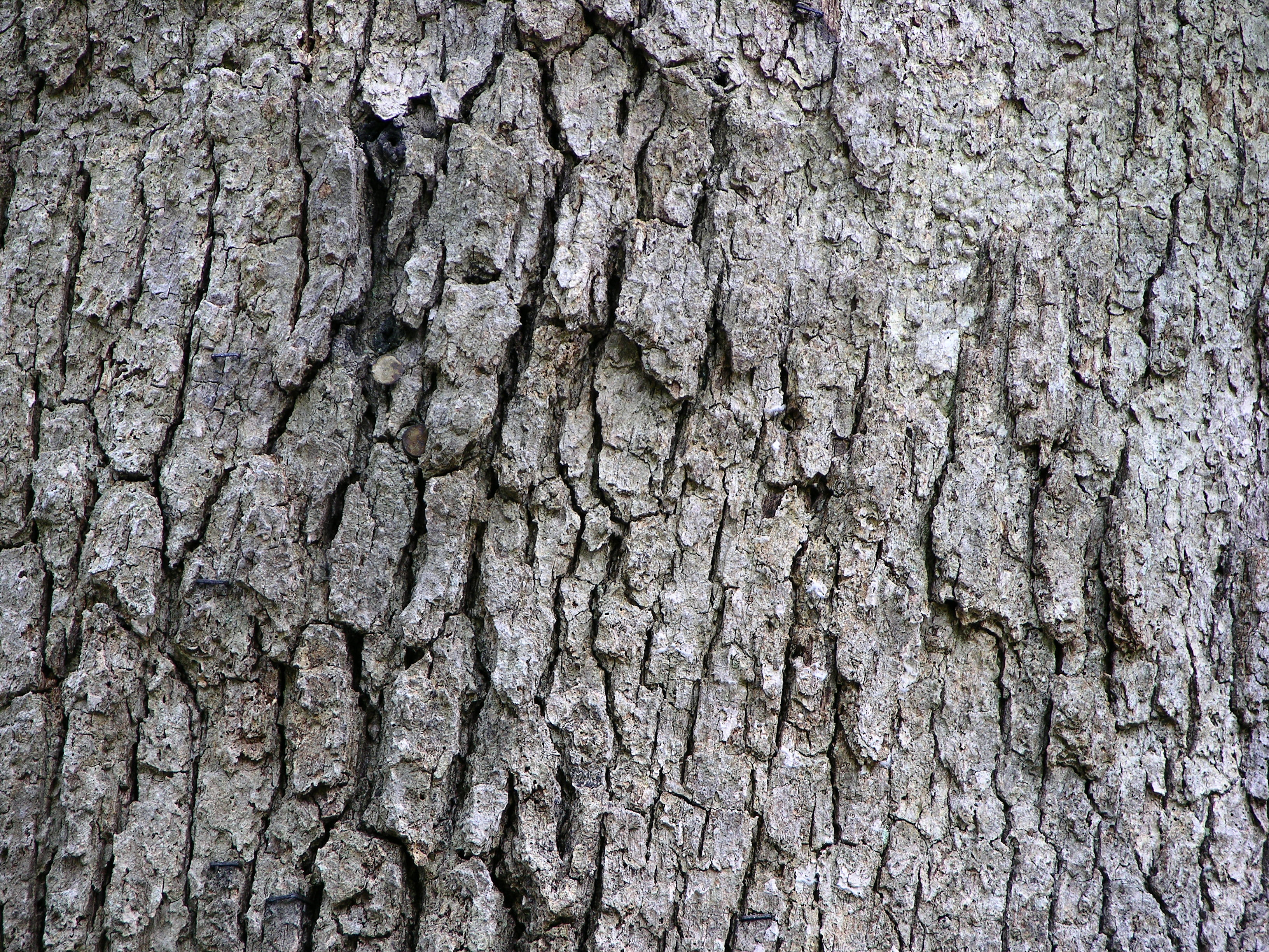 White Oak Tree Bark