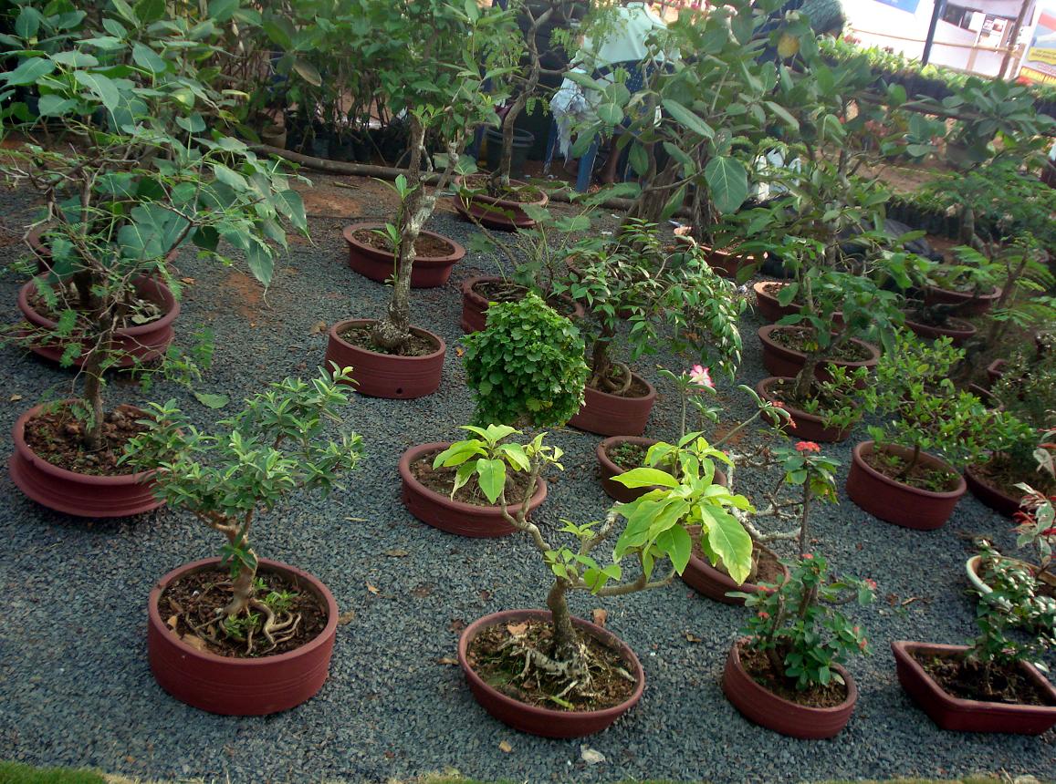 Description Bonsai tree garden.JPG