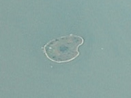 Vue aérienne de Campalto.