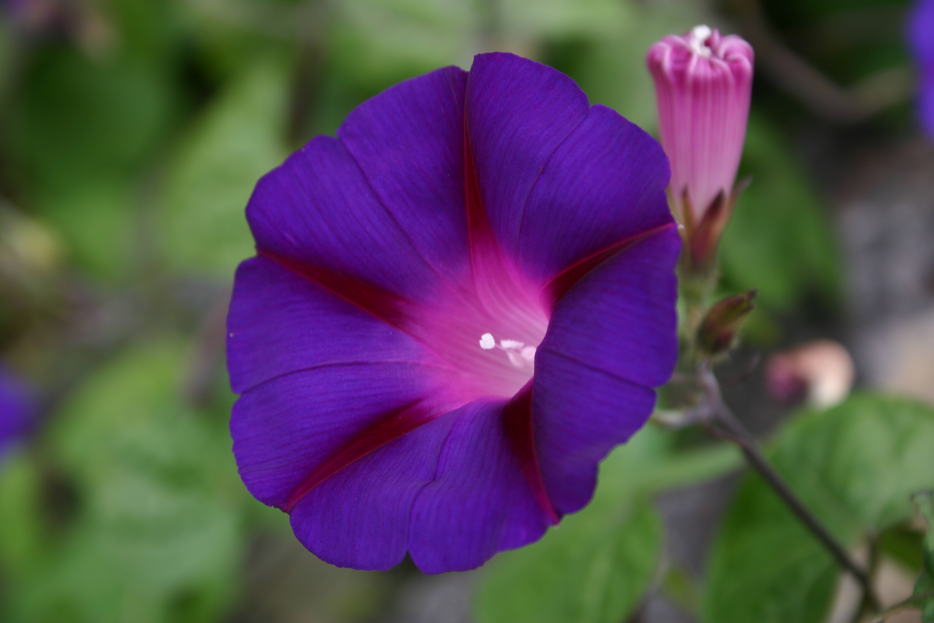 File:Morning Glory (222255381).jpg - Wikimedia Commons