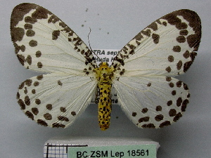 Abraxas invasata