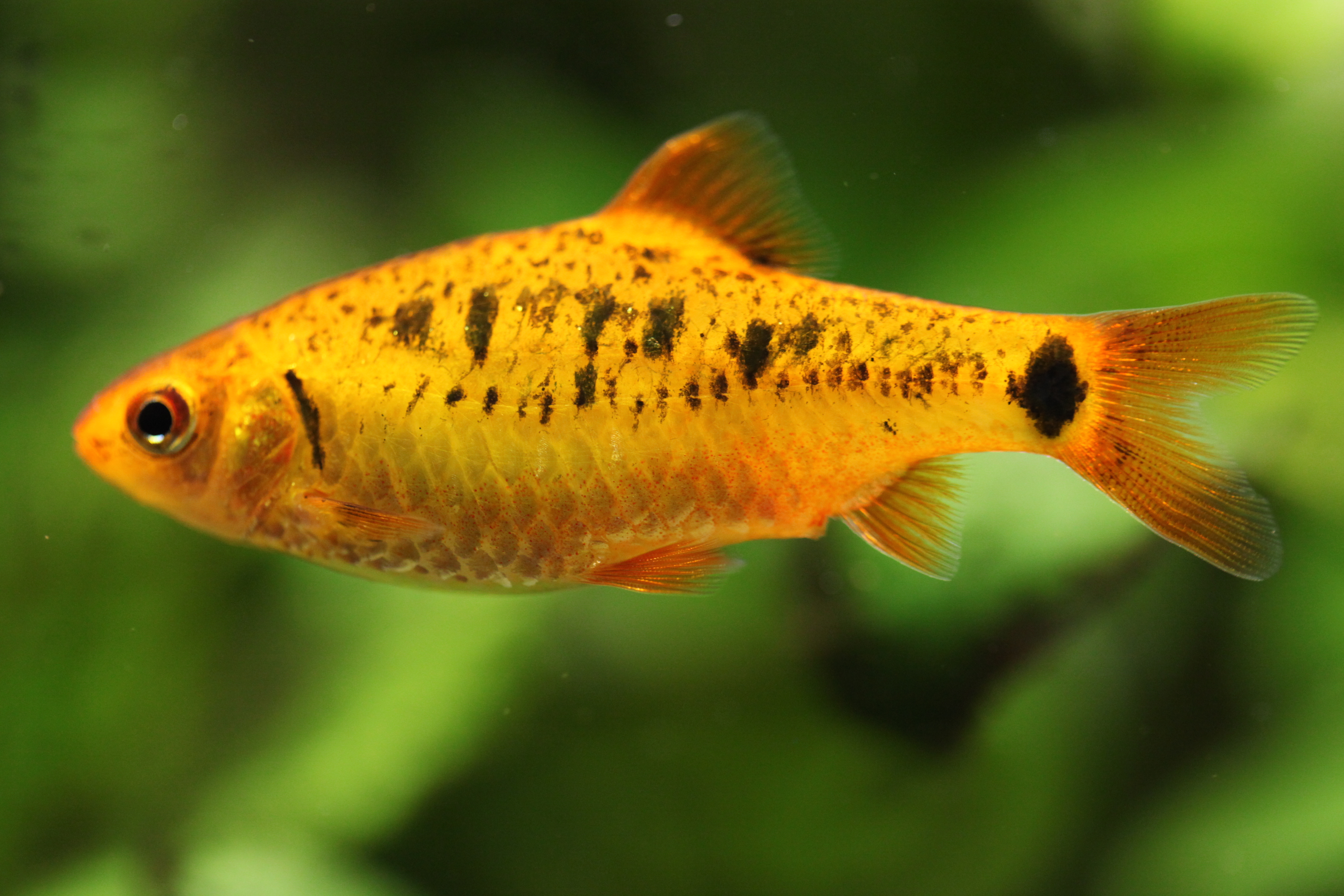 File:Aquarium fish.jpg  Wikipedia