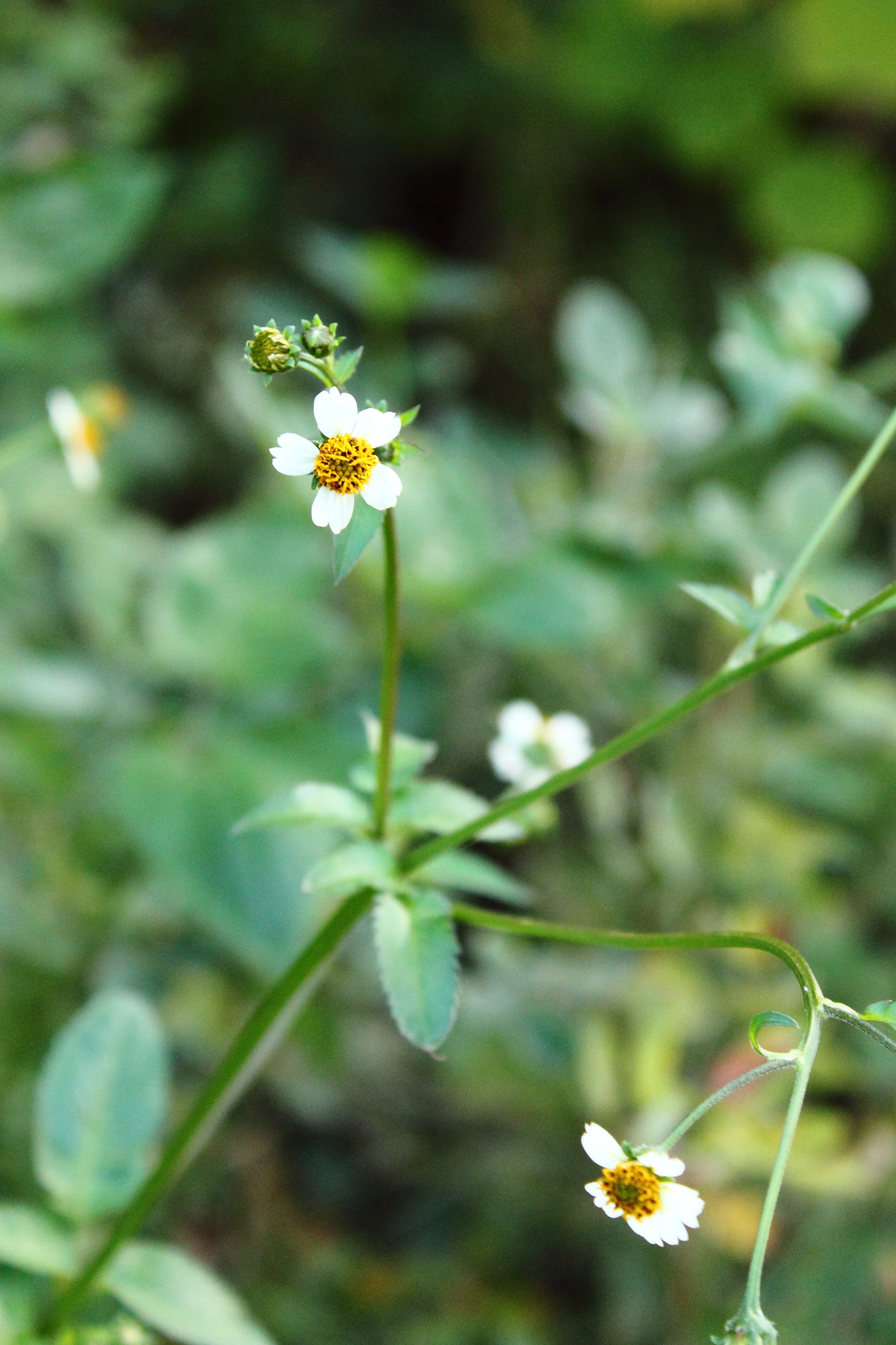 Bidens Flower