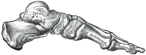 Harku gjatësor medial i këmbës së njeriut (Anatomia e Greit)