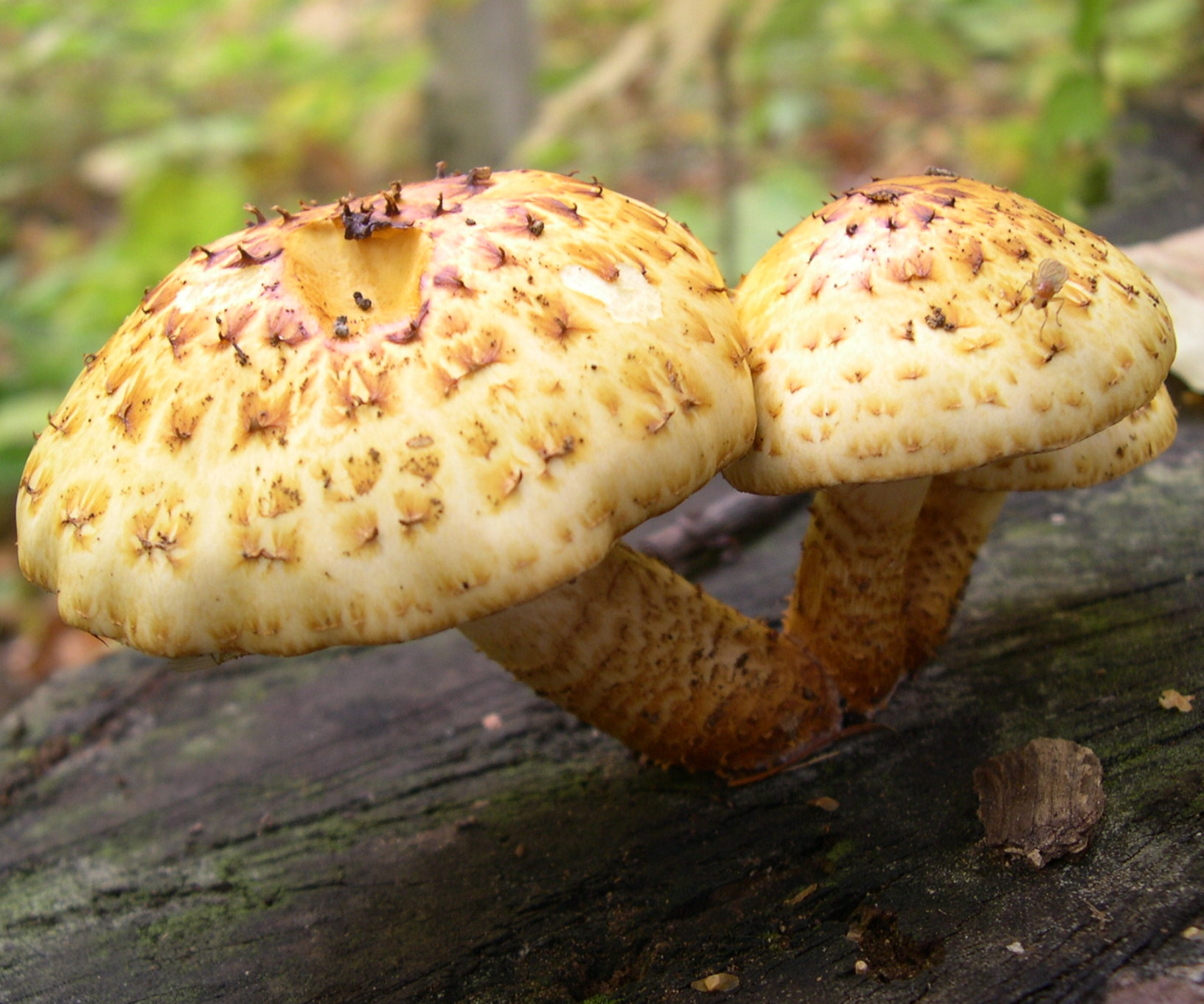 Pholiota Aurivella