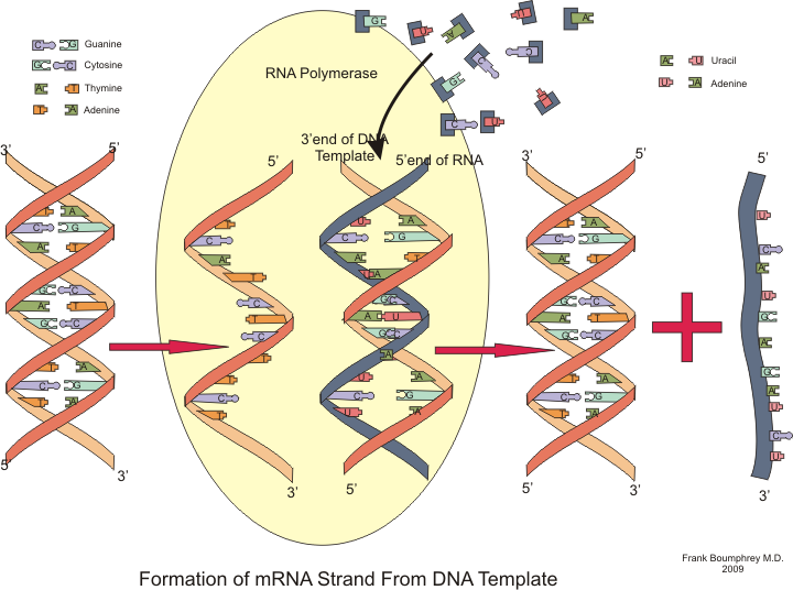 RNA - RNAチャイナジャケットの+aboutfaceortho.com.au