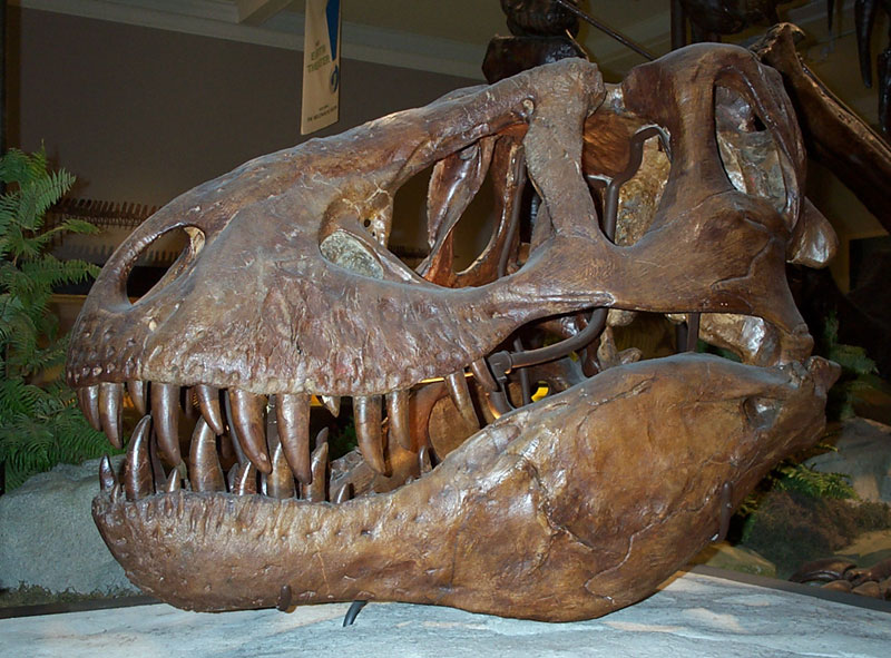 Tyranosaurus_rex_skull.jpg